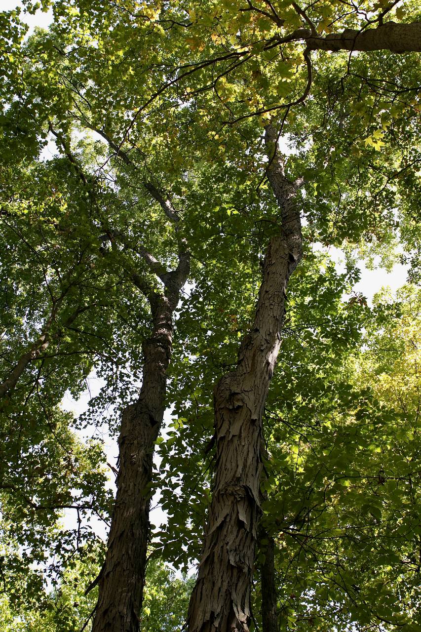 Photo of Laney's Hickory